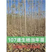 107速生杨当年苗 