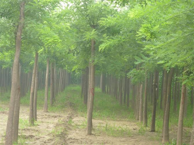 国槐销售*山东国槐*107速生杨基地 