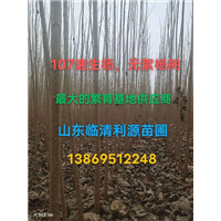 107速生杨基地