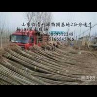大量供应2公分107速生杨 