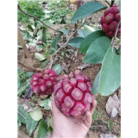八月瓜——河源植物造型教学——布福娜苗 