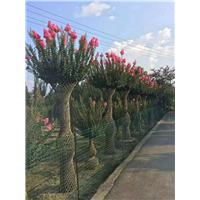 **山野水果布福娜&各种造型树供应&造型紫薇 