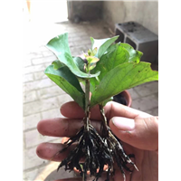 哪里有植物快繁技术培训-植物快繁技术培训价格 