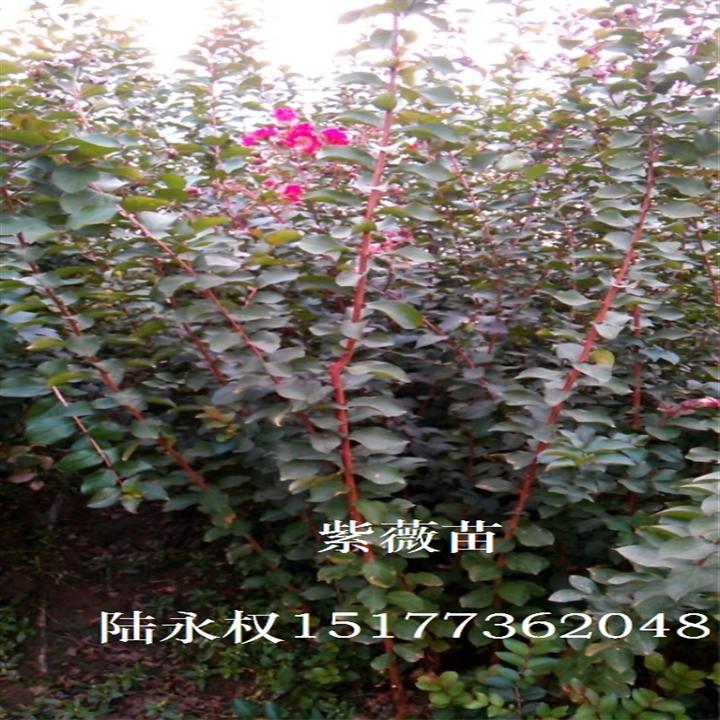直杆**红紫薇
