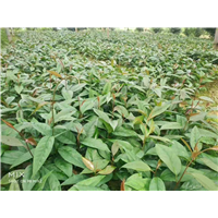大量供应布福娜果苗果苗