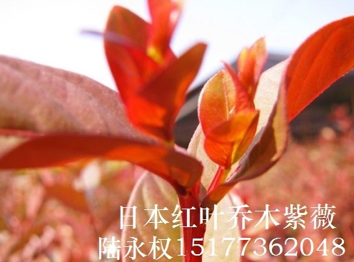 **红紫薇品种-日本红叶乔木紫薇1