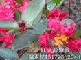 红火箭紫薇1