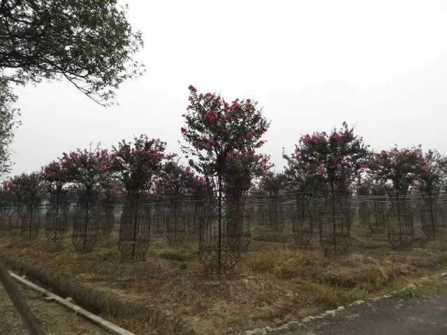 紫薇造型