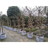 灵川**红紫薇造型树【哪里有紫薇造型字】 