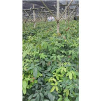 植物造型教学—桂林哪里有八月瓜苗—植物快繁技术教学 
