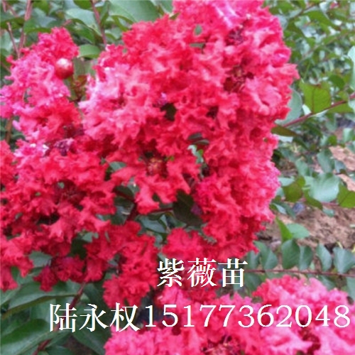 紫薇8 
