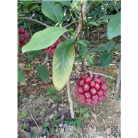 大量供应布福娜果苗果苗