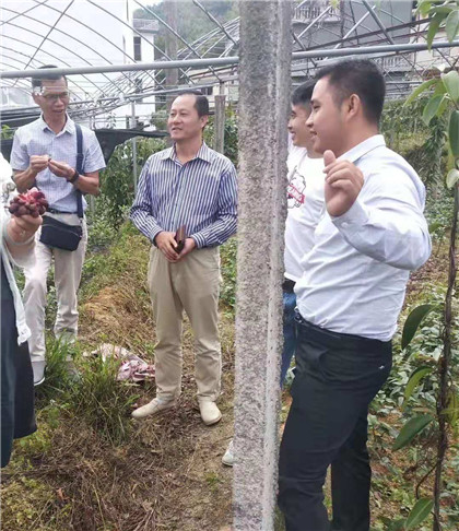 现场预定布福娜水果跟果苗