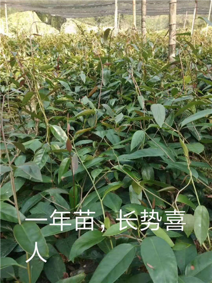 大量供应布福娜果苗果苗