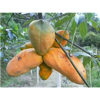 八月瓜苗—贺州植物造型教学—**山野水果布福娜 