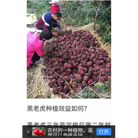 紫薇造型——清远布福娜苗价格——紫薇造型 