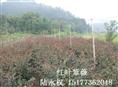**红紫薇-红叶紫薇2