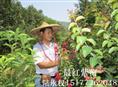 开红花的紫薇—**红紫薇新品种