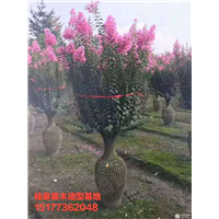 广西造型树【造型培训教学】
