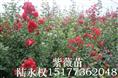 紫薇12