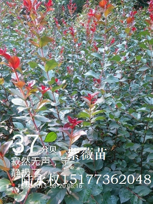 紫薇10