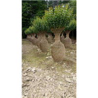 灵川供应造型树【花瓶造型树】 