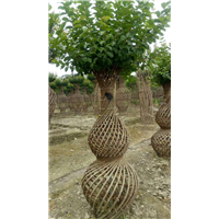 灵川供应造型紫薇【花瓶造型树】 