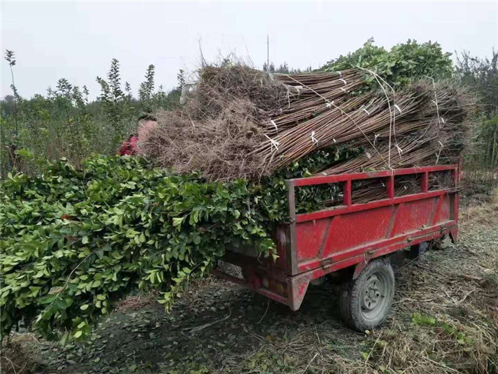 贵州大量供应造型紫薇|贵州哪里有造型花瓶 