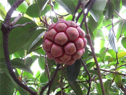 黑老虎，八月瓜果、苗