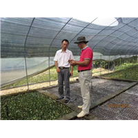 造型树&东莞各种造型树供应&**山野水果布福娜 