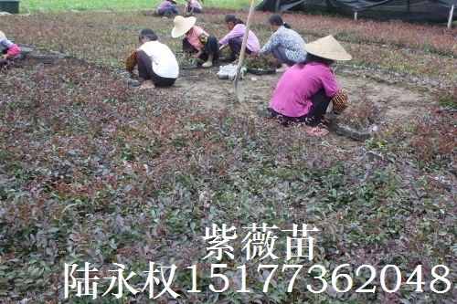 紫薇5