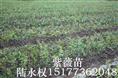 紫薇13