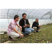 植物造型教学&河源造型紫薇批发&紫薇造型 