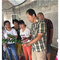 黑龙江植物快繁技术培训&什么是植物快繁技术 