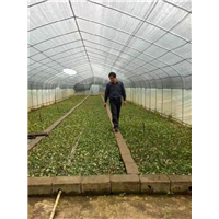植物快繁技术教学-桂林黑老虎苗-八月瓜