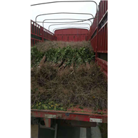 广西哪里有造型紫薇|广西哪里有紫薇造型花瓶 