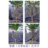造型树&直销黑老虎苗&植物造型教学 