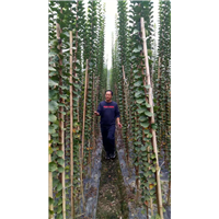 湖北供应造型紫薇|湖北供应造型树 