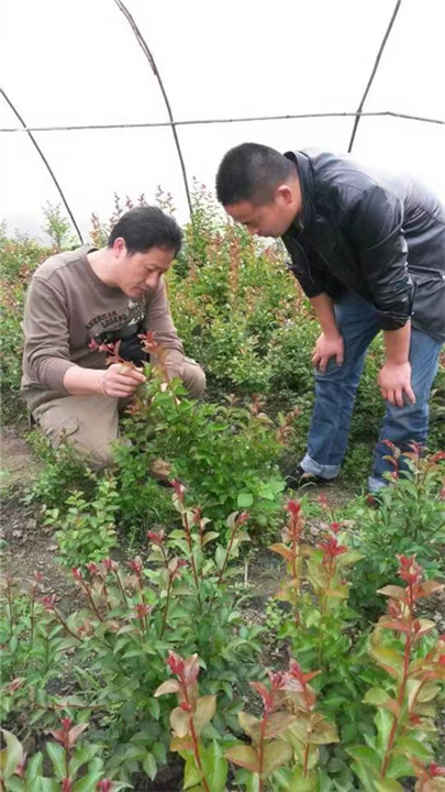 **山野水果布福娜&江门各种造型树供应&造型树 