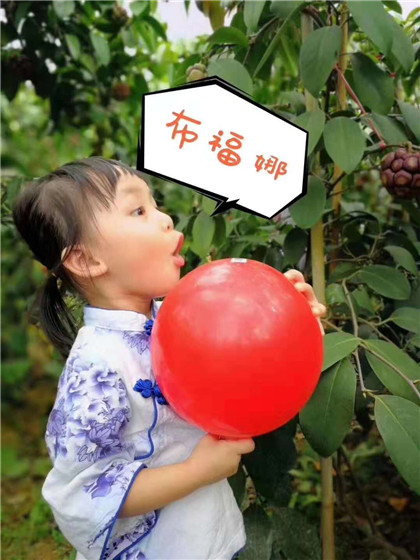 大量供应布福娜果苗果苗
