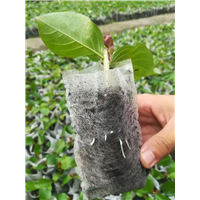 植物快繁技术培训-桂泉苗木造型基地陆永权 