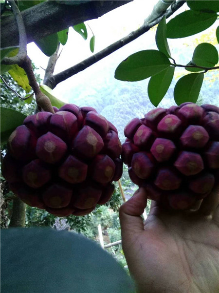 布福娜果