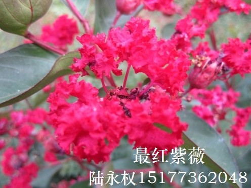 中国**红紫薇开花了红艳艳呐