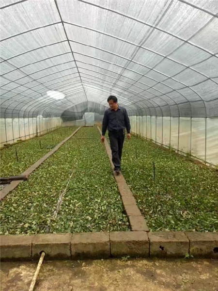 植物快繁技术教学-桂林黑老虎苗-八月瓜