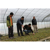 黑老虎苗&东莞各种造型树供应&八月瓜苗 