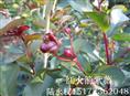 红火箭紫薇开花蕾了