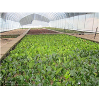 广东植物克隆技术培训-什么是植物快繁技术 