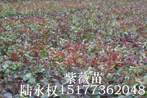紫薇6