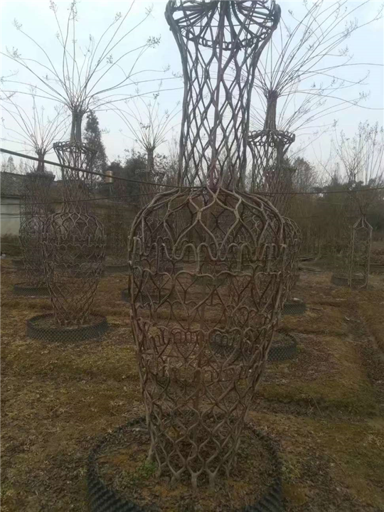 广西紫薇树【紫薇造型花瓶】 