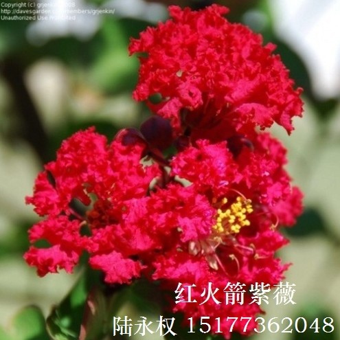 红火箭紫薇